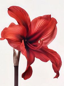 Amaryllis 4 von DNH Artful Living