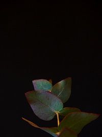 Soft echo