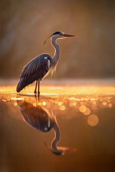 Blauwe reiger (Ardea cinerea)