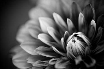 Dahlia Black & White by Joyce Beukenex