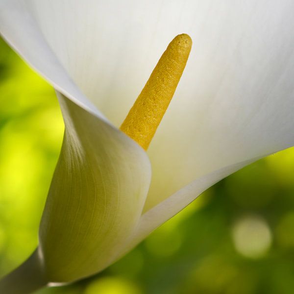 Calla von Violetta Honkisz