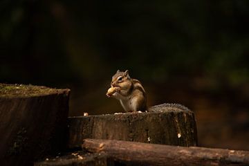 Sibirisches Eichhörnchen frisst eine Erdnuss von Daniël Ros