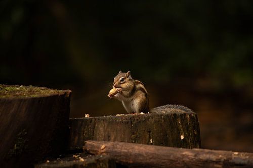 Sibirisches Eichhörnchen frisst eine Erdnuss