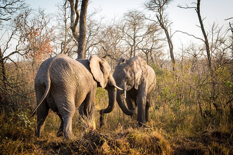 Vechtende olifanten van Marcel Alsemgeest