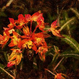 Euphorbia griffithii 'Fireglow' - Himalayan spurge by Schwarzes Pech Photography