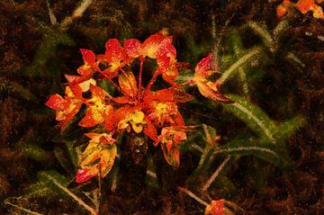 Euphorbia griffithii 'Fireglow' - Himalaya wolfsmelk van Schwarzes Pech Photography