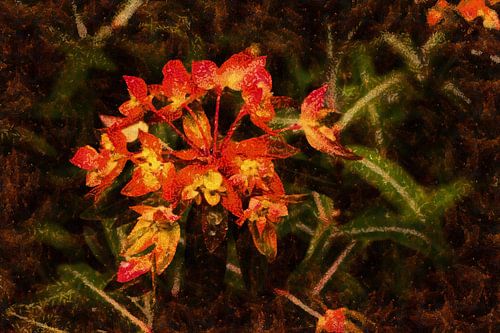 Euphorbia griffithii 'Fireglow' – Himalaya-Wolfsmilch