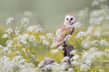 Schleiereule inmitten der Blumen