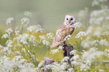 kerkuil tussen de bloemen van Ina Hendriks-Schaafsma