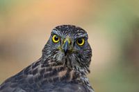 Hawk