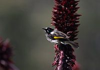 New Holland Honey Eater en Tasmanie