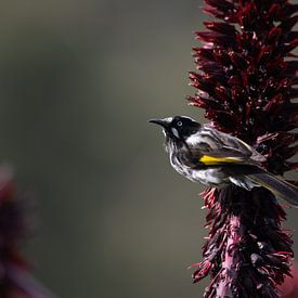 New Holland Honey Eater in Tasmania by Patrick Schwarzbach