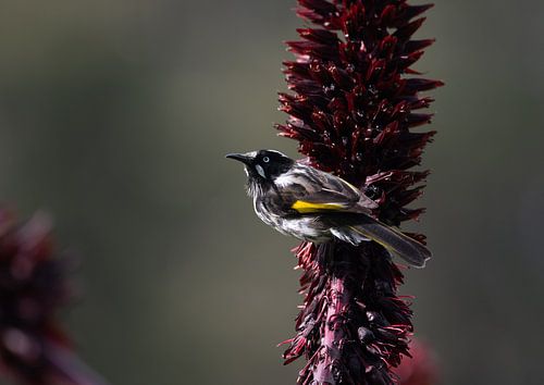 New Holland Honey Eater in Tasmanien von Patrick Schwarzbach