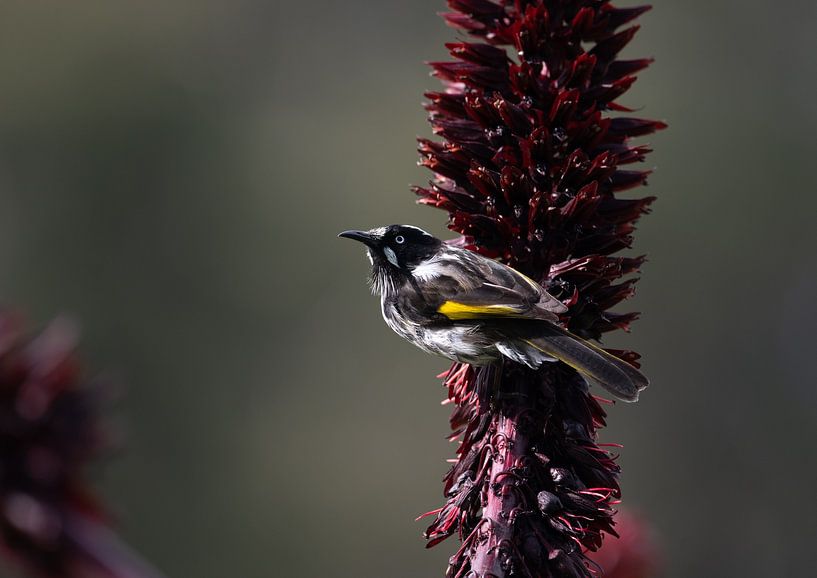 New Holland Honey Eater en Tasmanie par Patrick Schwarzbach