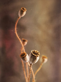 poppy capsule by Andreas Berheide Photography