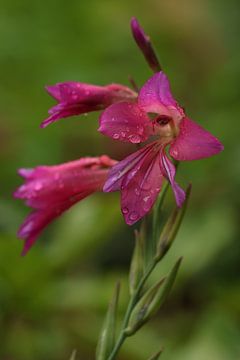Bloemen in de middeleeuwse tuin.1 van Daniëlle Eibrink Jansen