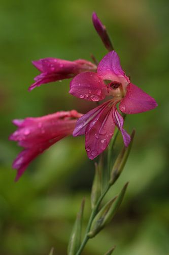 Bloemen in de middeleeuwse tuin.1