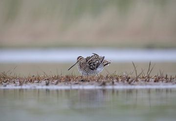 Watersnip schudt zich uit van Tanja van Beuningen