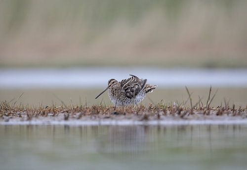 Watersnip schudt zich uit