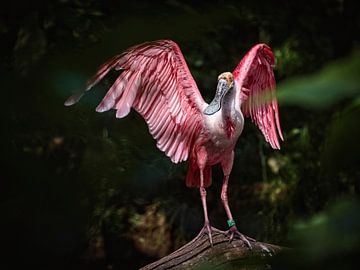Spoonbill by Rob Boon