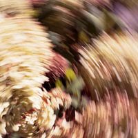 Painting the light of hydrangea nr 1