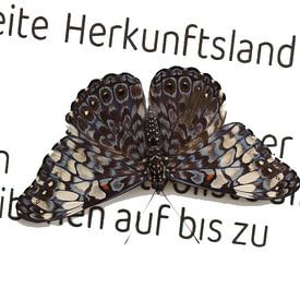 Grijze cracker van Matthias Brix