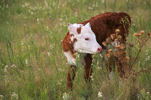 Dag één: Pasgeboren kalf in de Australische weide
