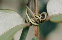 Close-up of a Plant