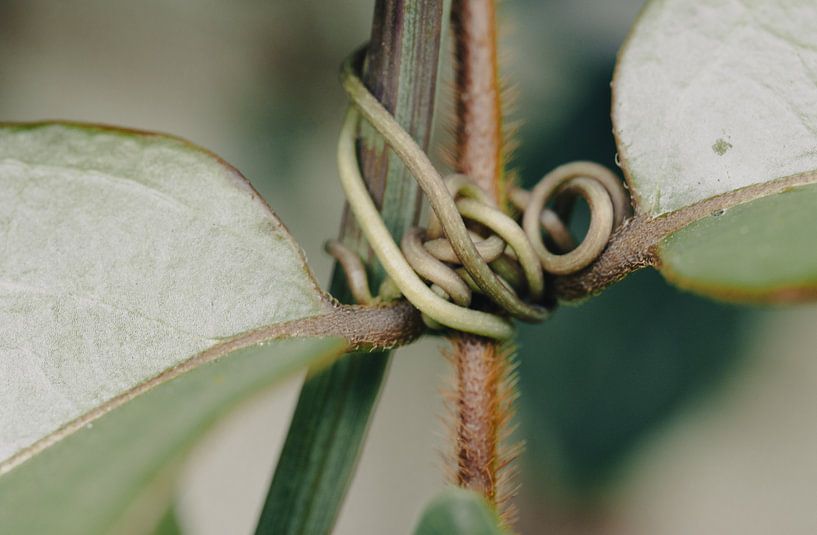 Close-up of a Plant by Crystal Clear
