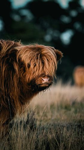 Kalb, Schottischer Highlander