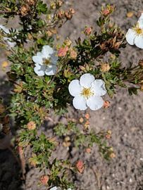 Groseille à maquereau sur Wouter van der Mark