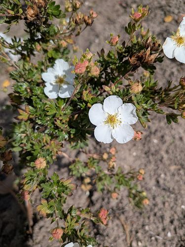 Groseille à maquereau