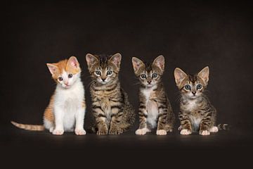 Katten Poes Kittens