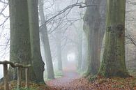 Beukenbomen in de mist van Michel van Kooten thumbnail