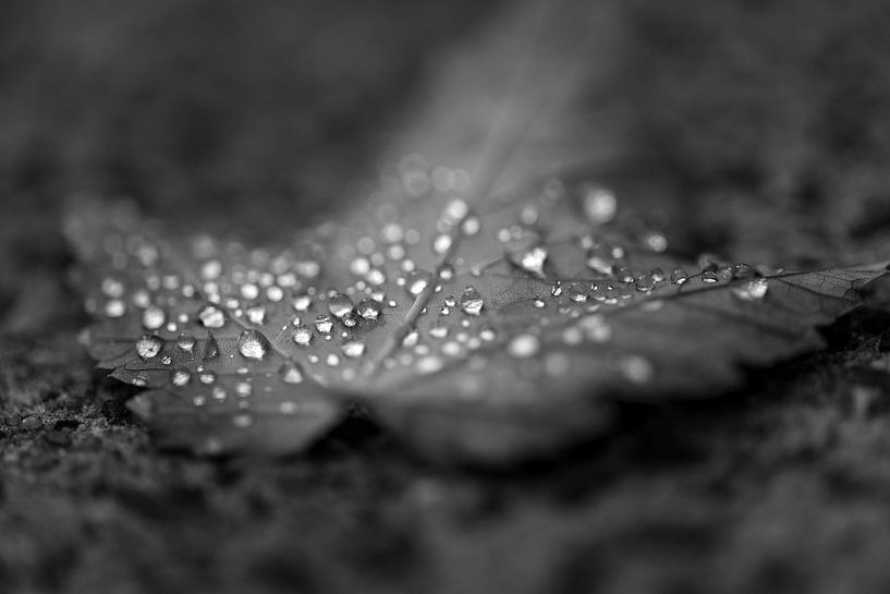 Feuille abandonnée encore lourdement déchirée noir et blanc par Erwin van Eekhout