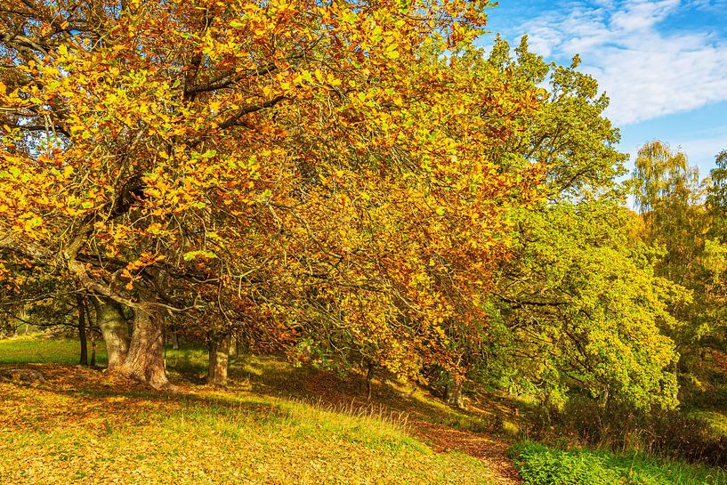 Paysage en automne dans la région des lacs de Feldberg par Rico Ködder
