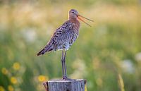 Black-tailed godwit