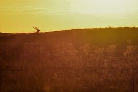 Red deer in sunset by Danny Slijfer Natuurfotografie