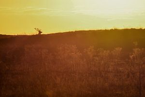 Edelhert in zonsondergang van Danny Slijfer Natuurfotografie