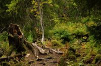 Fulufjället-Nationalpark in Schweden