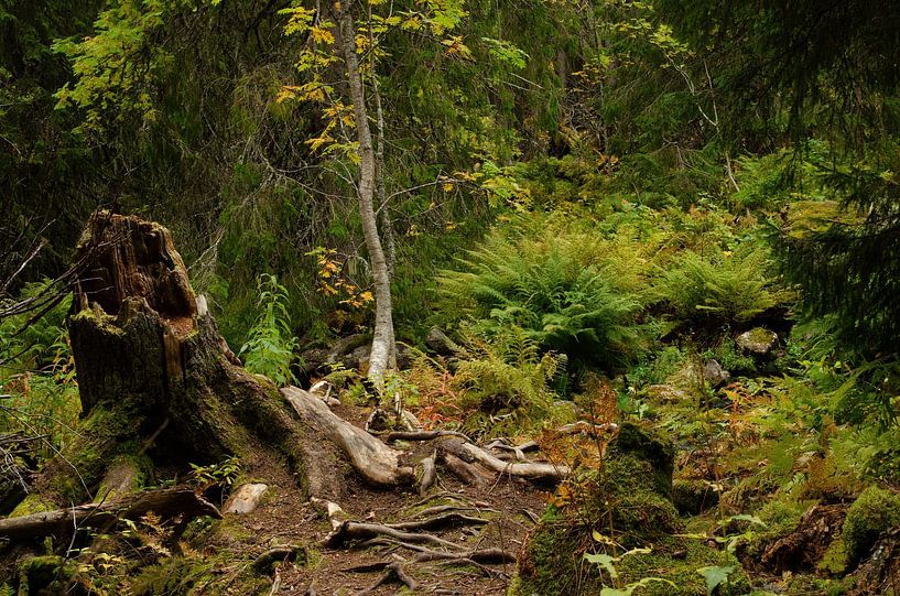 Fulufjället National Park in Sweden by Corrie Post