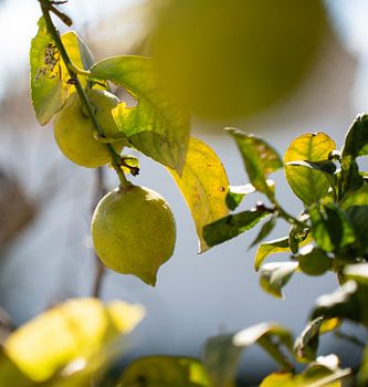 Lemon in summer