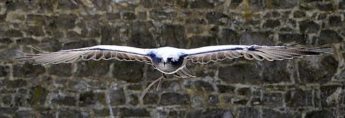 Slechtvalk met open gespreide vleugels