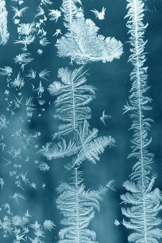 Ice flowers on the window pane