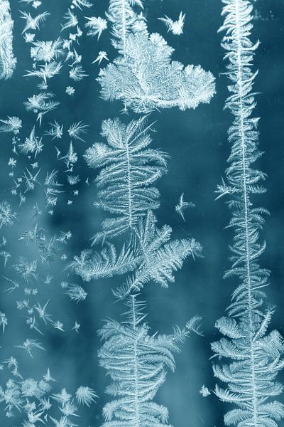 Eisblumen an der Fensterscheibe von Karina Baumgart