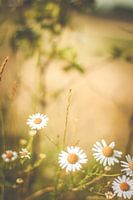 nature flowers