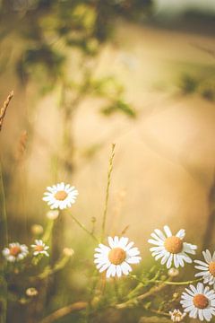 Naturblumen von Anne-Fleur Eggengoor