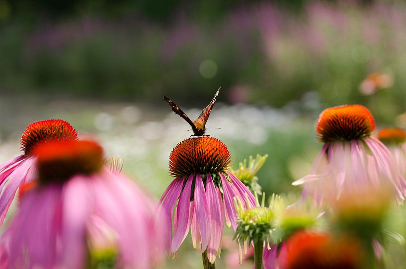 De vlinder by Hilbrand P