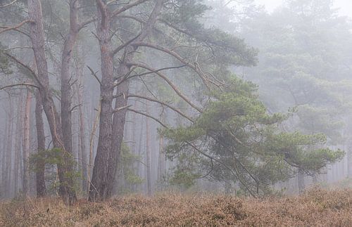 Rechterense Veld