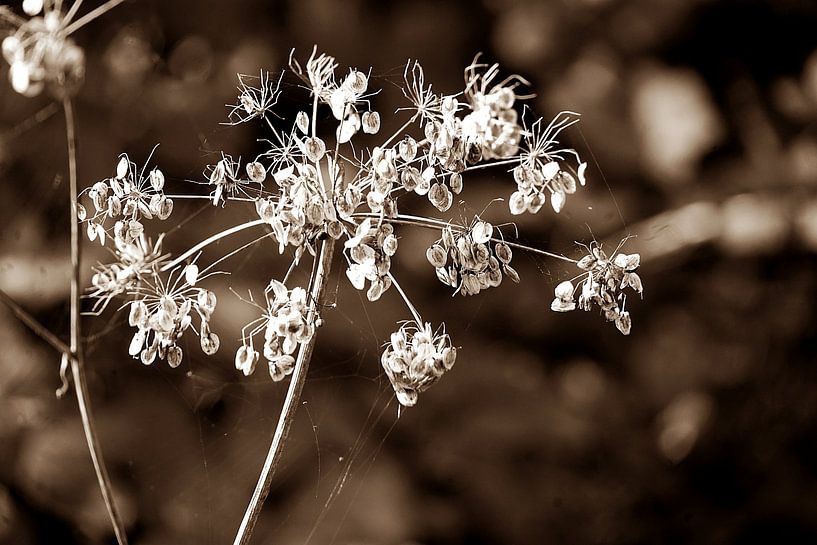 Samtkraut nach der Blüte von joyce kool